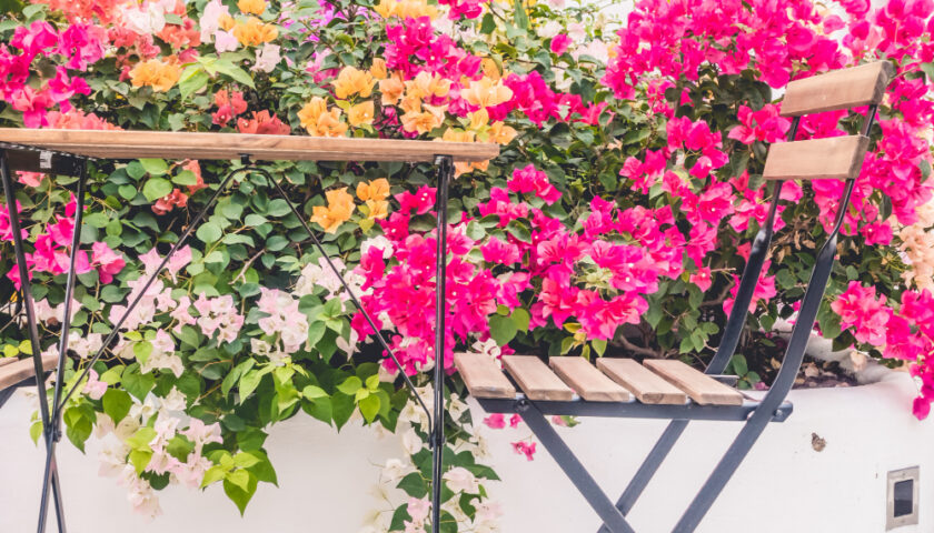 nu balcon fleuri